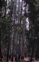 Gaziantepli Koskeroglu